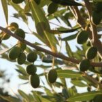 olive