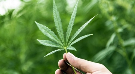 Mantero (M5S), dopo la guerra all’azzardo propone una legge per l’autoproduzione della cannabis Mantero (M5S), dopo la guerra all’azzardo propone una legge per l’autoproduzione della cannabis