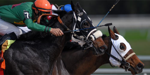 Emergenza Covid-19, Federazione Italiana Sport Equestri: “Agire con priorità e soluzioni ben chiare” Emergenza Covid-19, Federazione Italiana Sport Equestri: “Agire con priorità e soluzioni ben chiare”