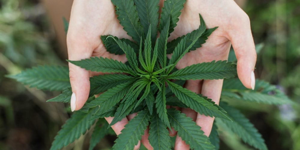 La cannabis legale diventa sponsor di Sampdoria, Verona e Udinese. Vietato a giochi e scommesse La cannabis legale diventa sponsor di Sampdoria, Verona e Udinese. Vietato a giochi e scommesse