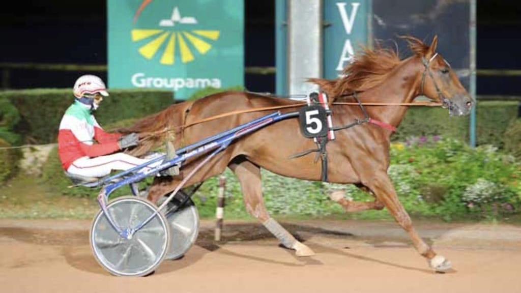 Ippica, insuperabile il cavallo trottatore Valzer di Poggio Ippica, insuperabile il cavallo trottatore Valzer di Poggio
