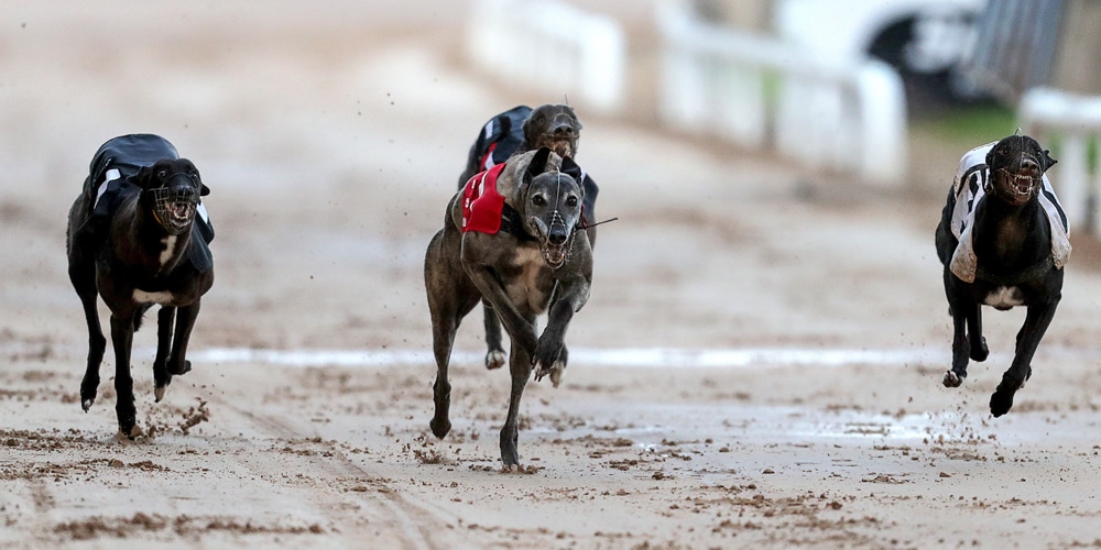 Corse levrieri nel Regno Unito, Betting and Gaming Council: “Operatori scommesse a sostegno del British Greyhound Racing Fund per progetti di benessere animale” Corsa Cani