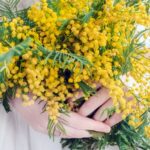 mimosa