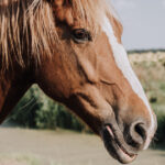 cavallo_depositphotos