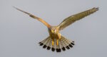 Ippodromo Snai Sesana, domenica la terza edizione dell’Italian Falcon Race Ippodromo Snai Sesana, domenica la terza edizione dell’Italian Falcon Race