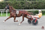 BetFlag, a Trieste in pista i migliori trottatori europei di 4 anni BetFlag, a Trieste in pista i migliori trottatori europei di 4 anni
