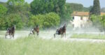 Ippica, il 29 settembre la prima rassegna del cavallo trottatore Ippica, il 29 settembre la prima rassegna del cavallo trottatore