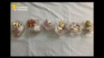 Aeroporto di Orio al Serio: GdF e ADM arrestano passeggera in arrivo da Bruxelles con 74 ovuli di cocaina ed eroina Aeroporto di Orio al Serio: GdF e ADM arrestano passeggera in arrivo da Bruxelles con 74 ovuli di cocaina ed eroina
