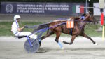 Ippodromo del Savio, martedì riflettori puntati sulla TQQ “Premio A.N.I.O.C. Forlì, Cesena, Ravenna, Rimini” Ippodromo del Savio - Trotto