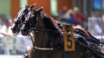 Ippodromo del Savio, venerdì serata gentlemen: riflettori puntati sul “Premio Fattoria Nicolucci” Ippodromo del Savio, venerdì serata gentlemen: riflettori puntati sul “Premio Fattoria Nicolucci”